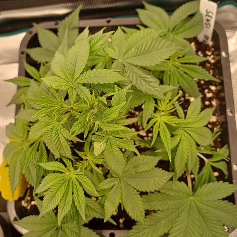 Baby#1 Buddy♥️ growlog timeline photo
