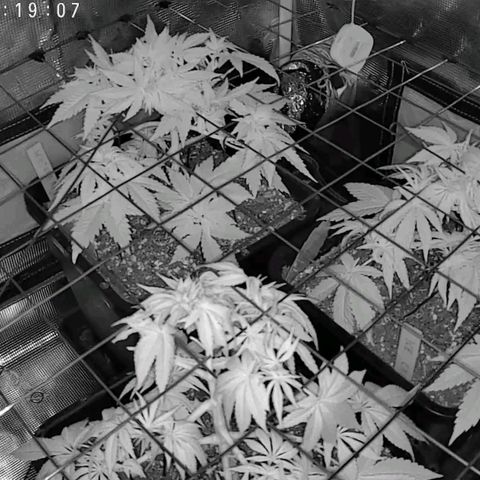 Baby#1 Buddy♥️ growlog timeline photo