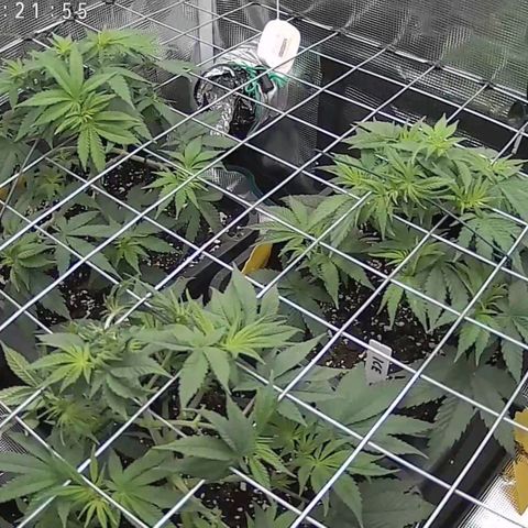 Baby#1 Buddy♥️ growlog timeline photo