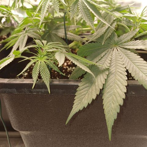 Baby#1 Buddy♥️ growlog timeline photo