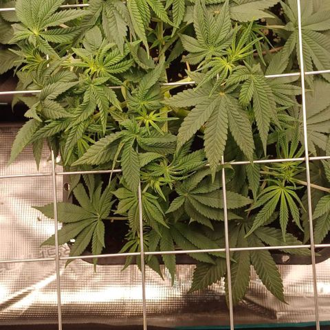 Baby#1 Buddy♥️ growlog timeline photo