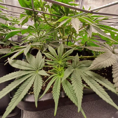 Baby#1 Buddy♥️ growlog timeline photo