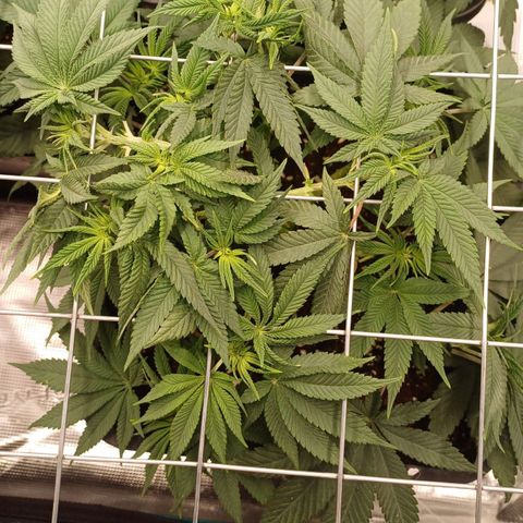 Baby#1 Buddy♥️ growlog timeline photo
