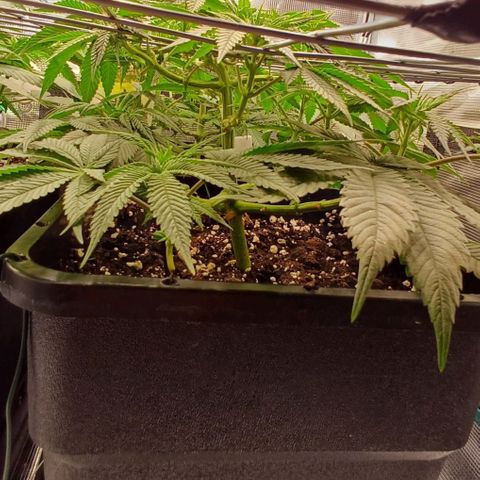 Baby#1 Buddy♥️ growlog timeline photo