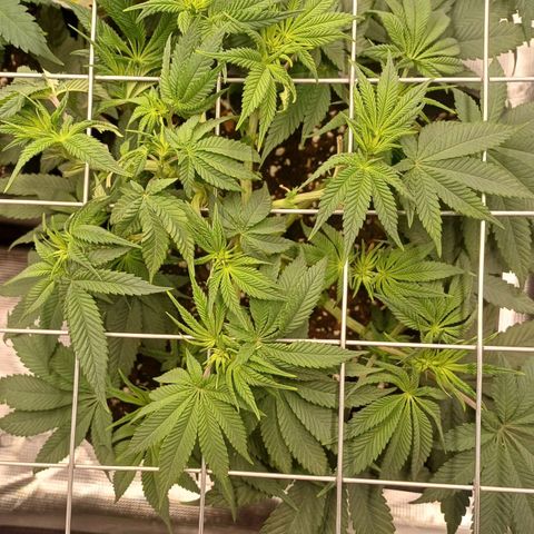 Baby#1 Buddy♥️ growlog timeline photo