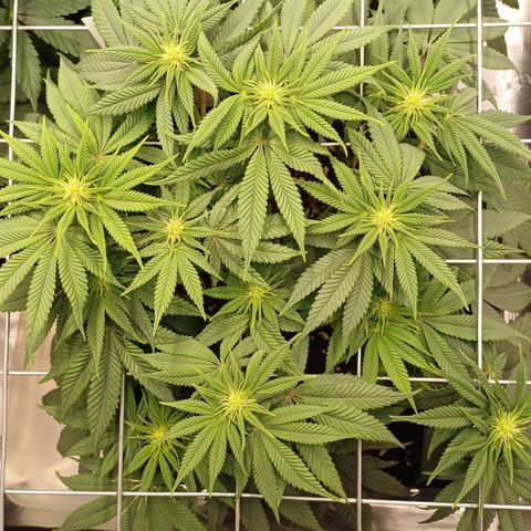 Baby#1 Buddy♥️ growlog timeline photo