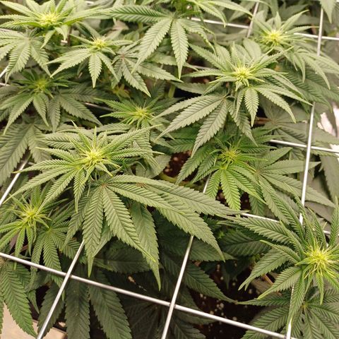 Baby#1 Buddy♥️ growlog timeline photo