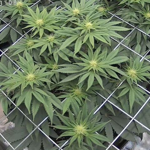 Baby#1 Buddy♥️ growlog timeline photo