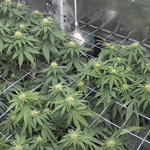 Baby#1 Buddy♥️ growlog timeline photo
