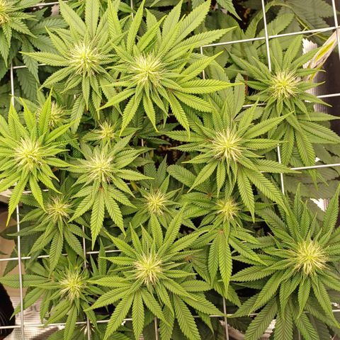 Baby#1 Buddy♥️ growlog timeline photo
