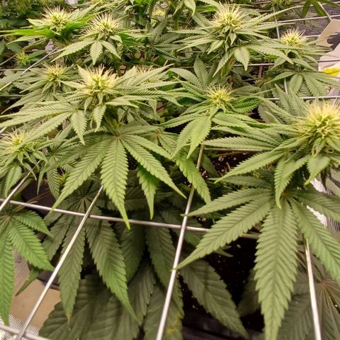 Baby#1 Buddy♥️ growlog timeline photo