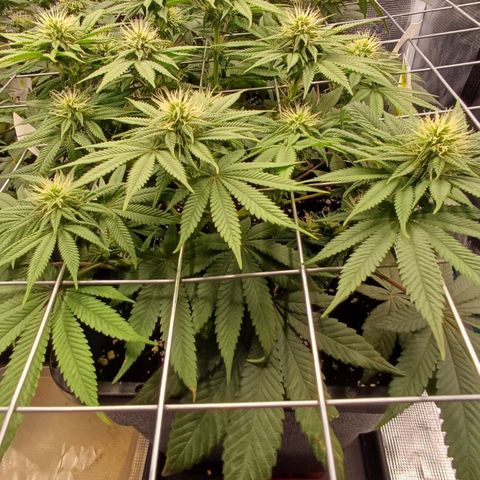 Baby#1 Buddy♥️ growlog timeline photo