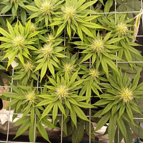 Baby#1 Buddy♥️ growlog timeline photo