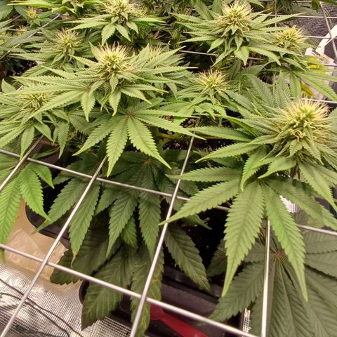Baby#1 Buddy♥️ growlog timeline photo