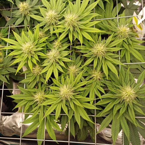 Baby#1 Buddy♥️ growlog timeline photo