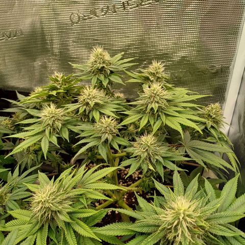 Baby#1 Buddy♥️ growlog timeline photo
