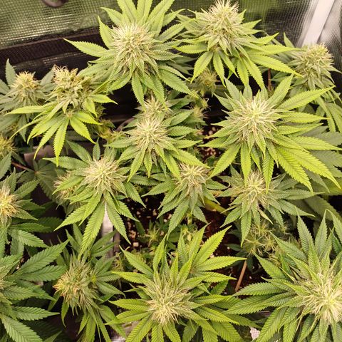Baby#1 Buddy♥️ growlog timeline photo