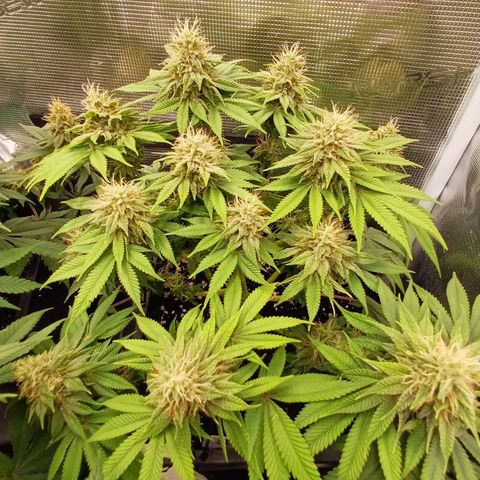 Baby#1 Buddy♥️ growlog timeline photo