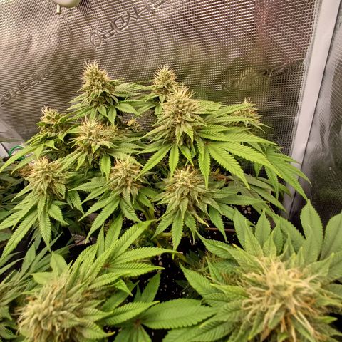 Baby#1 Buddy♥️ growlog timeline photo
