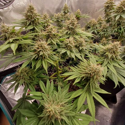 Baby#1 Buddy♥️ growlog timeline photo