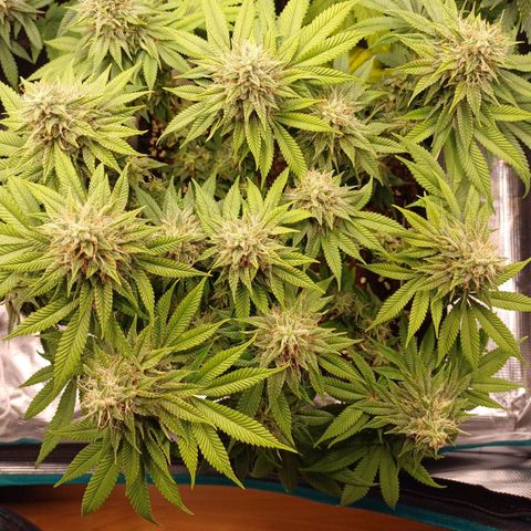 Baby#1 Buddy♥️ growlog timeline photo