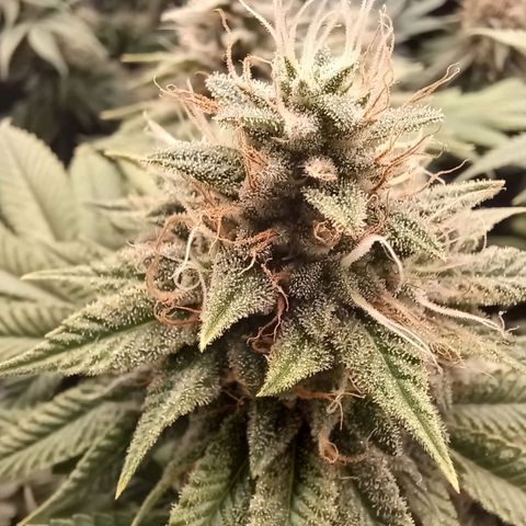 Baby#1 Buddy♥️ growlog timeline photo