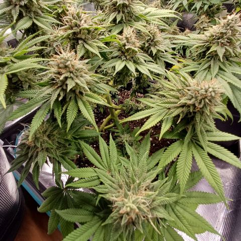 Baby#1 Buddy♥️ growlog timeline photo