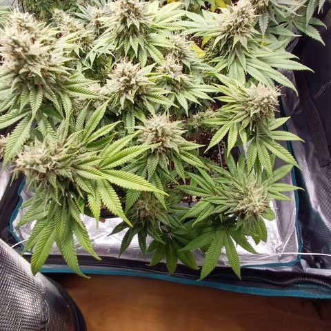 Baby#1 Buddy♥️ growlog timeline photo