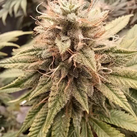 Baby#1 Buddy♥️ growlog timeline photo