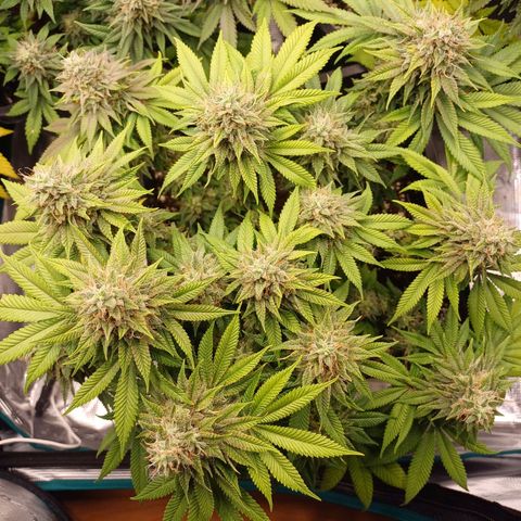 Baby#1 Buddy♥️ growlog timeline photo