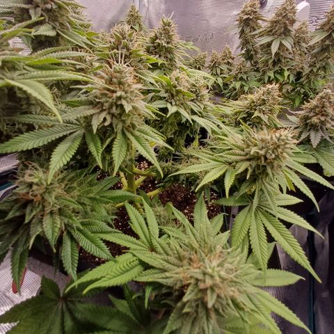 Baby#1 Buddy♥️ growlog timeline photo