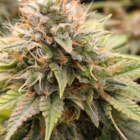 Baby#1 Buddy♥️ growlog timeline photo