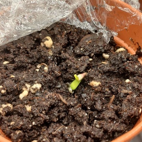 Wappa growlog timeline photo