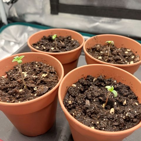 Wappa growlog photo: 45W LED, 35cm Abstand 