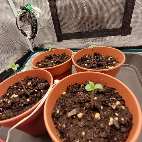 Wappa growlog timeline photo