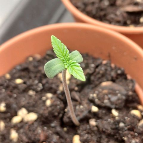 Wappa growlog timeline photo