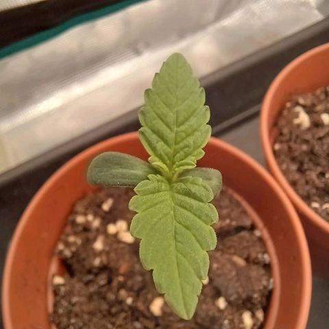 Wappa growlog timeline photo