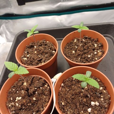 Wappa growlog timeline photo