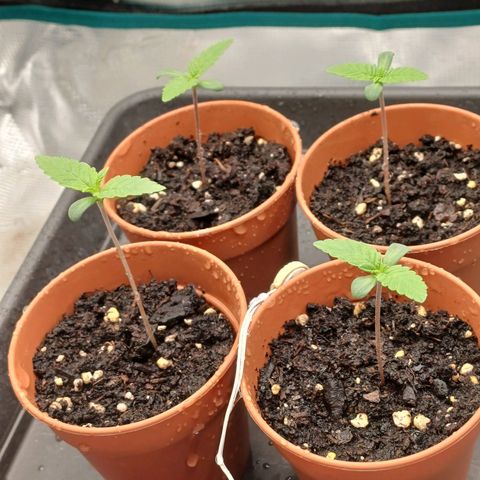 Wappa growlog timeline photo