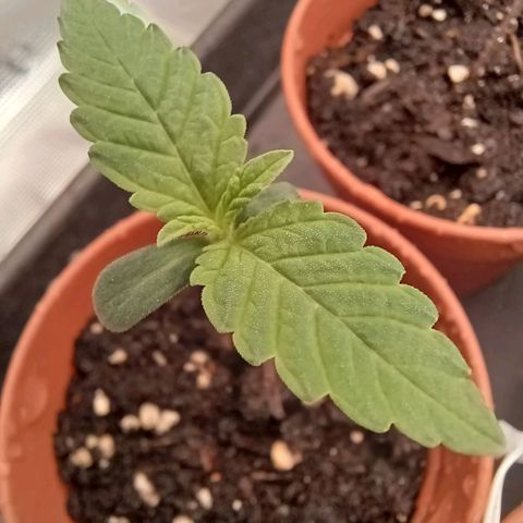 Wappa growlog timeline photo