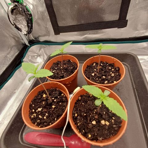 Wappa growlog timeline photo