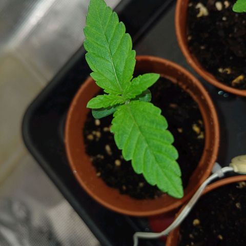 Wappa growlog timeline photo