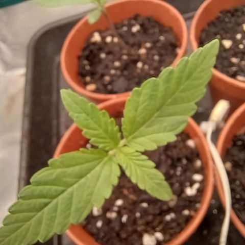Wappa growlog timeline photo