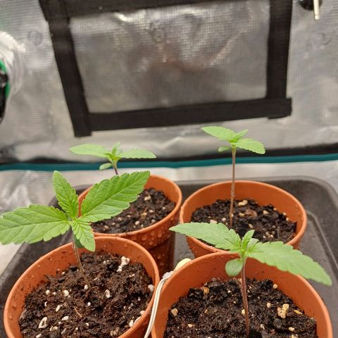 Wappa growlog timeline photo