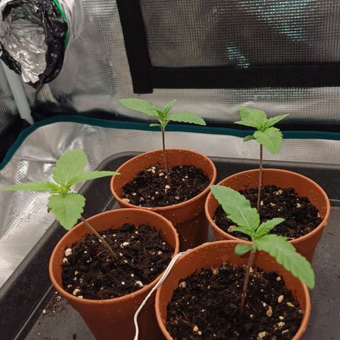 Wappa growlog timeline photo