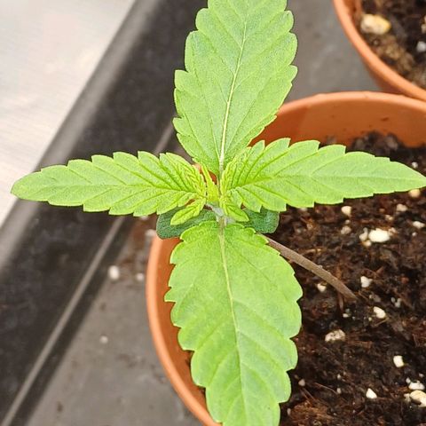 Wappa growlog timeline photo