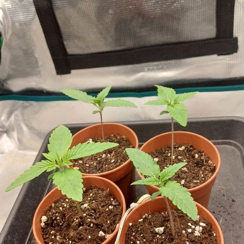 Wappa growlog timeline photo