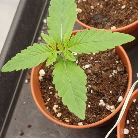 Wappa growlog timeline photo