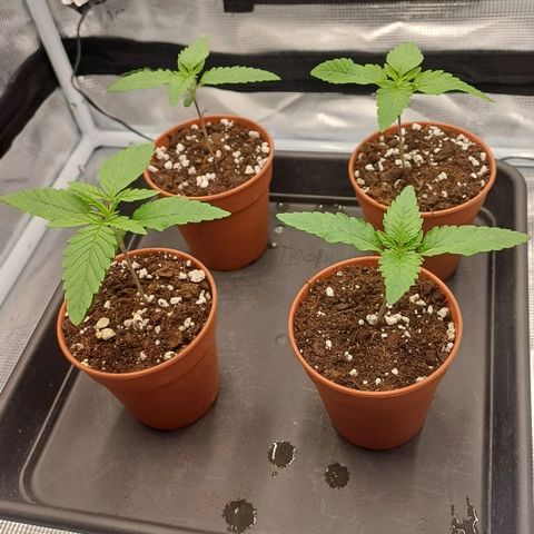 Wappa growlog timeline photo