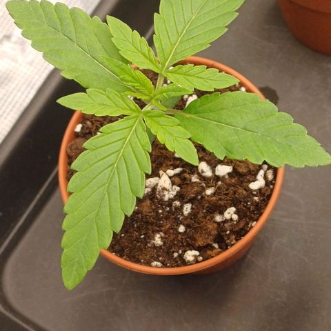Wappa growlog timeline photo